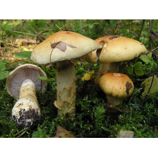 Мицелий Паутинника желтого / Паутинник триумфальный (Cortinarius triumphans)